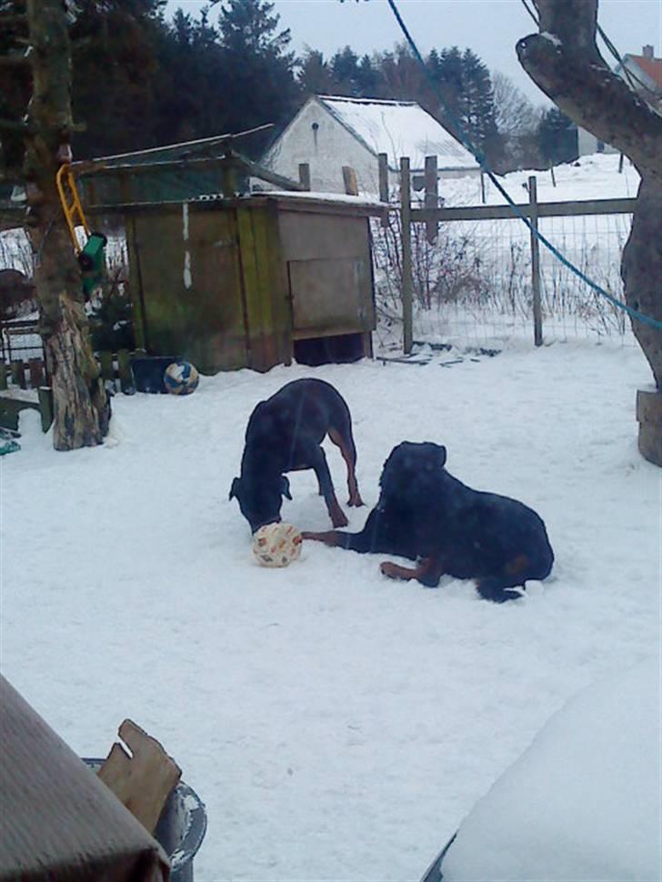 Rottweiler hubert - Tassi: "Ej, hvor er du doven" :D Hubert: "Ja, men det lægger til vores køn":D Hehe xD billede 16