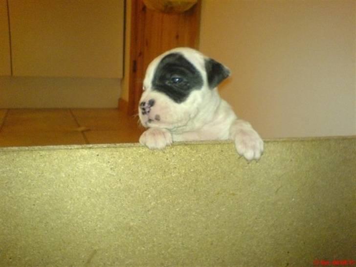 Amerikansk staffordshire terrier Calli RIP - 3 uger gammel billede 7