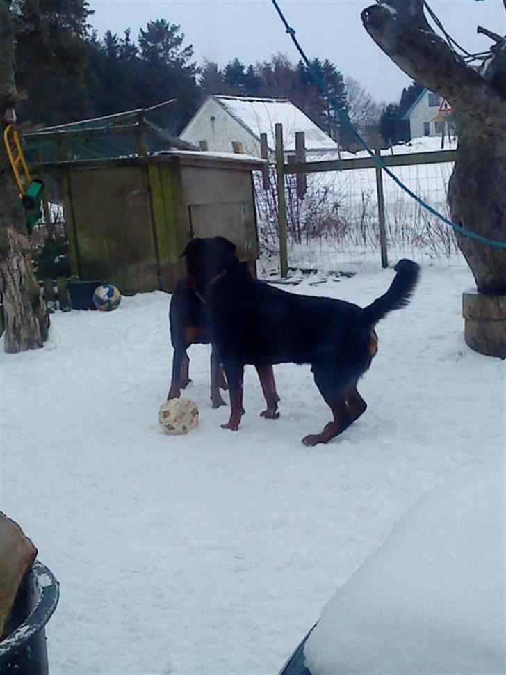 Rottweiler hubert - Hubert skal lige spille stor og farlig:D billede 17