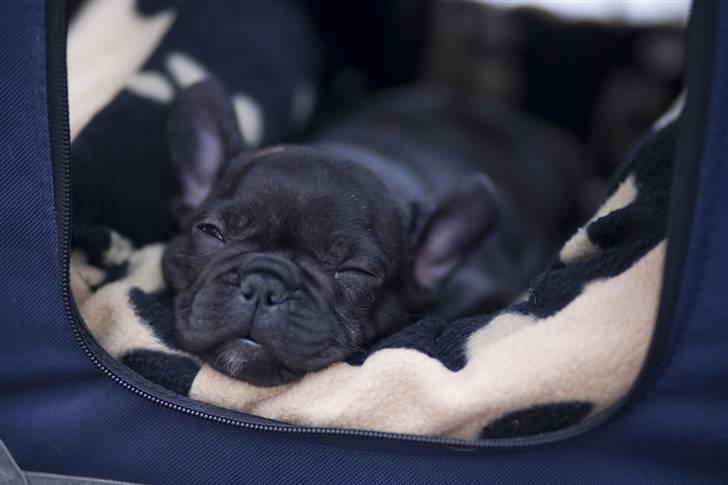 Fransk bulldog Leibølls Esoterique Emmet billede 1