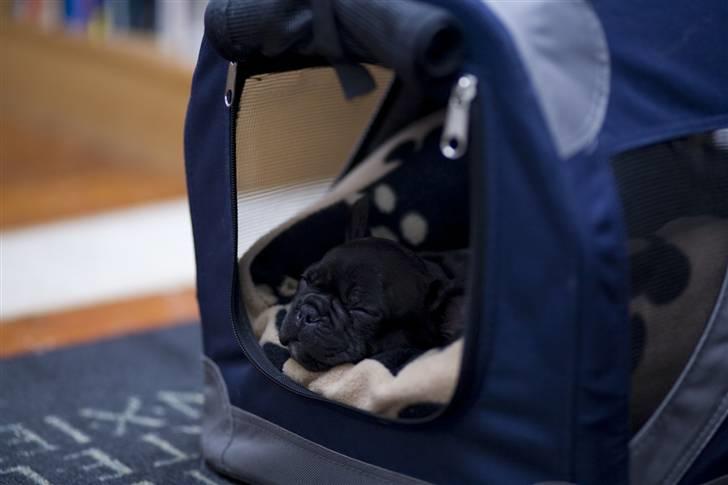 Fransk bulldog Leibølls Esoterique Emmet billede 2