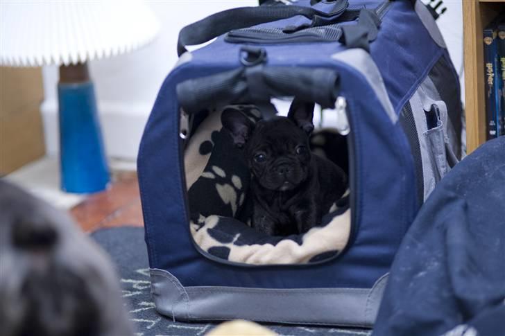 Fransk bulldog Leibølls Esoterique Emmet billede 3