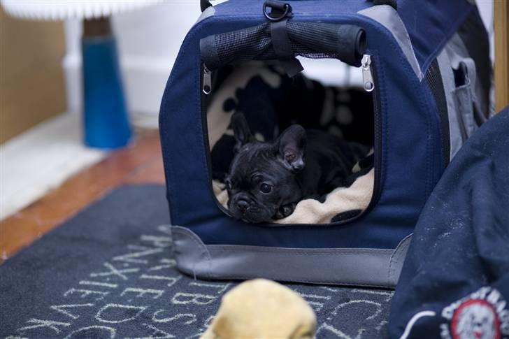 Fransk bulldog Leibølls Esoterique Emmet billede 4