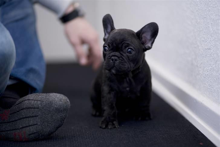 Fransk bulldog Leibølls Esoterique Emmet billede 5