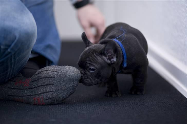 Fransk bulldog Leibølls Esoterique Emmet billede 6