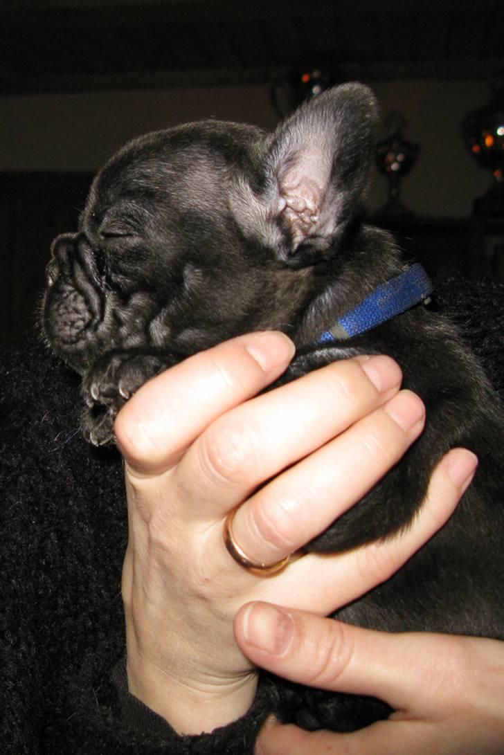 Fransk bulldog Leibølls Esoterique Emmet billede 7