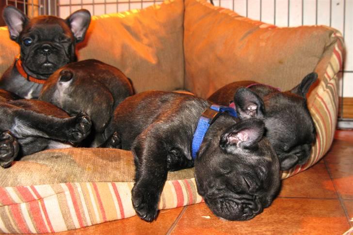 Fransk bulldog Leibølls Esoterique Emmet billede 9