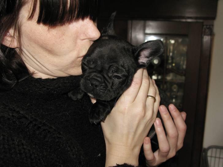 Fransk bulldog Leibølls Esoterique Emmet billede 10