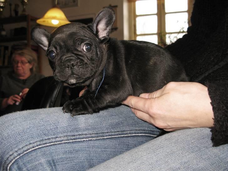 Fransk bulldog Leibølls Esoterique Emmet billede 11