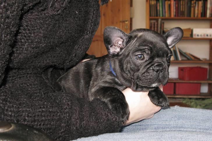 Fransk bulldog Leibølls Esoterique Emmet billede 12