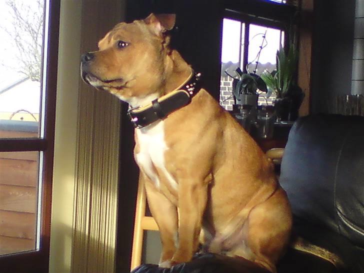 Staffordshire bull terrier Tovdal's Bailey - 11 måneder  billede 11