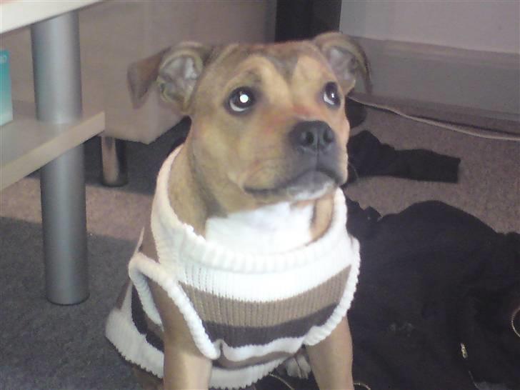 Staffordshire bull terrier Tovdal's Bailey billede 12