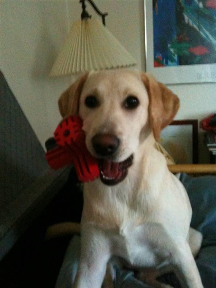 Labrador retriever Aya - YES.... nyt legetøj...  den holdte så kun 2 timer... billede 7