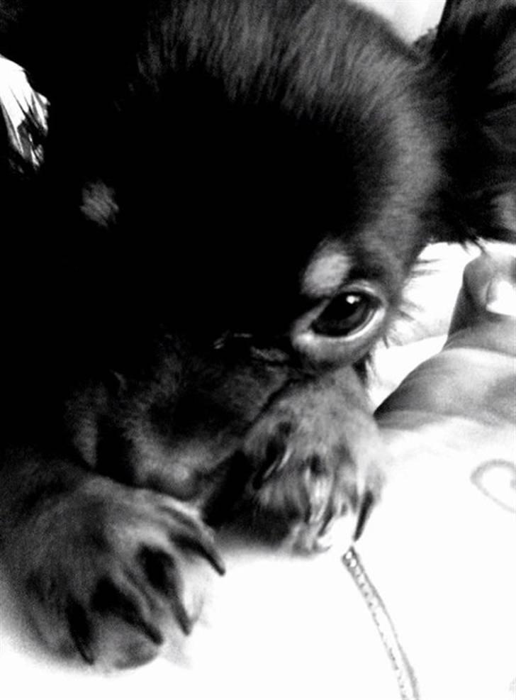 Chihuahua Vanilie - Vanilie er nu 5 mdr, og hun er noget så skøn! billede 9