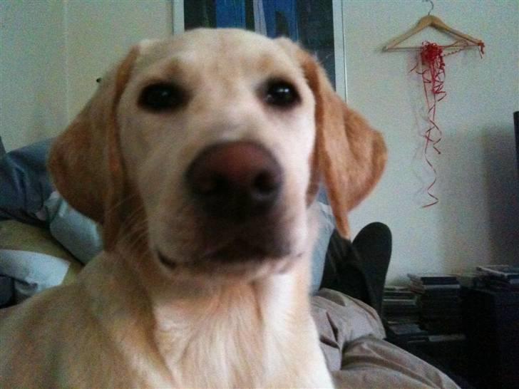 Labrador retriever Aya - hold da op, jeg har en stor næse:P billede 8