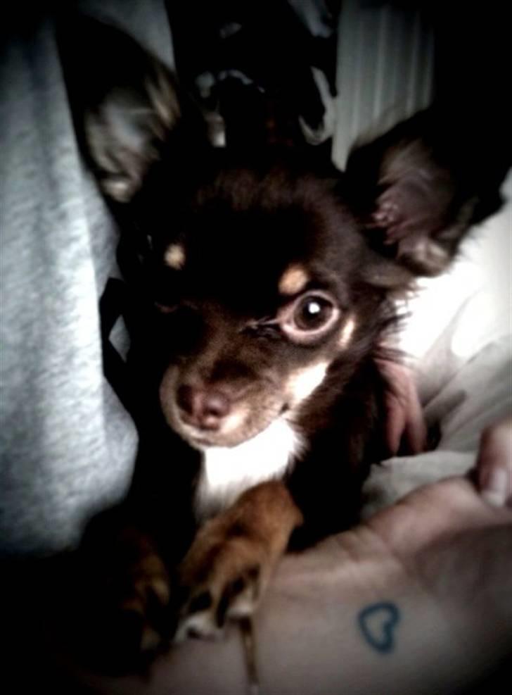 Chihuahua Vanilie billede 10