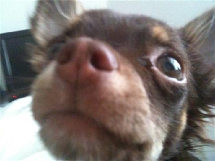 Chihuahua Vanilie - Snude! billede 11