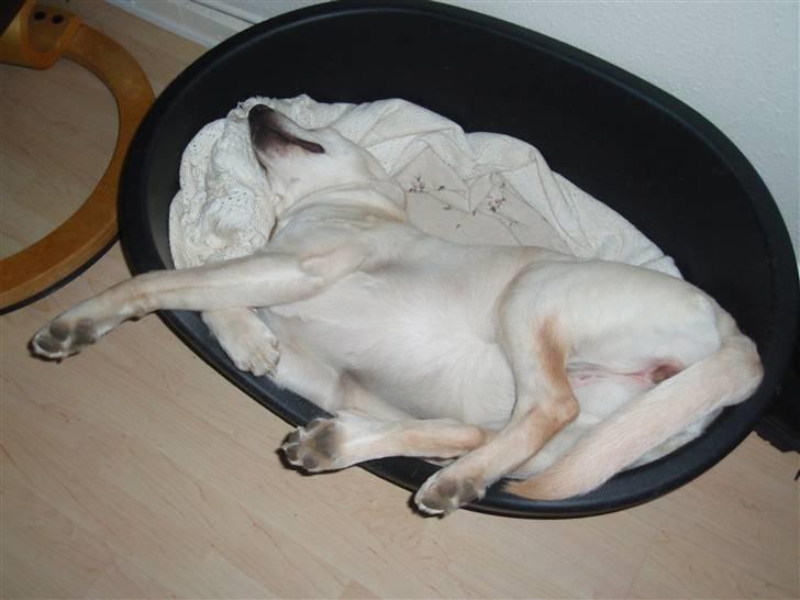 Labrador retriever Aya - Jeg elsker den kurv... Selvom den er ALT for lille....;) billede 9