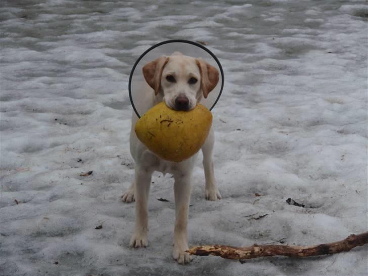 Labrador retriever Aya - ahhh... dejligt at være ude efter min operation.. billede 10