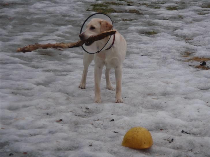 Labrador retriever Aya - ja, man skal selvf ikke gå efter små kæppe... billede 11