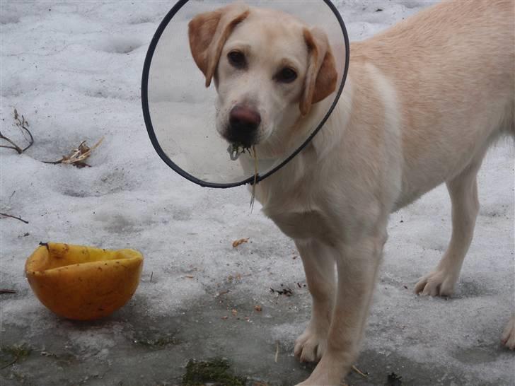 Labrador retriever Aya billede 12