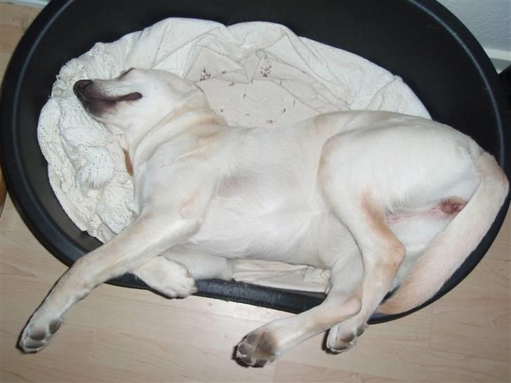 Labrador retriever Aya - zzzZZzZZzz:P billede 13