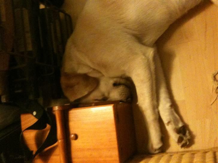 Labrador retriever Aya - Har et fladt hoved... billede 14