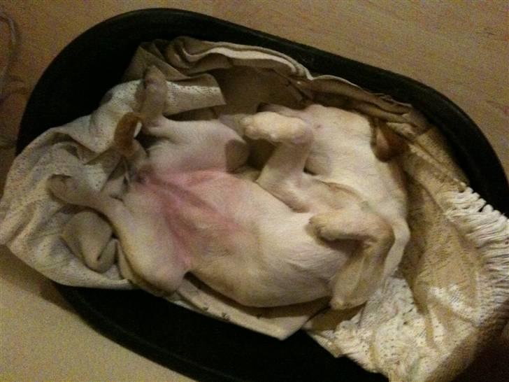 Labrador retriever Aya - zzZZZzzZzZZZzzz:P billede 15
