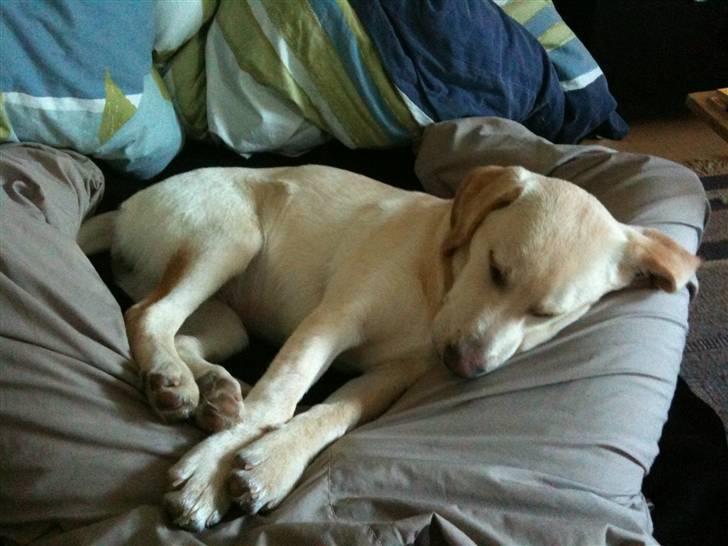 Labrador retriever Aya - ja.... ELSKER at putte ved far<3 billede 16