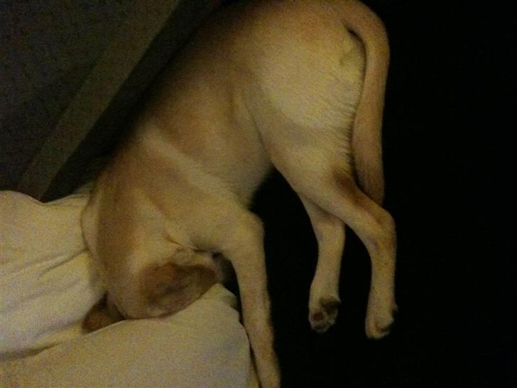Labrador retriever Aya - ja, her sover jeg så igen... men ligger lidt dumt;) så begyndte at lyde lidt underlig da jeg ikke kunne gå luft.... billede 17