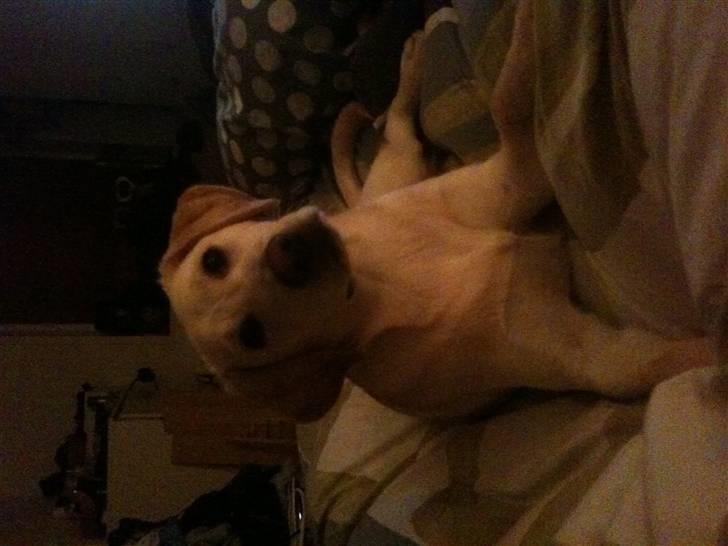 Labrador retriever Aya - ja, er så sød når man snakker til mig:) billede 18
