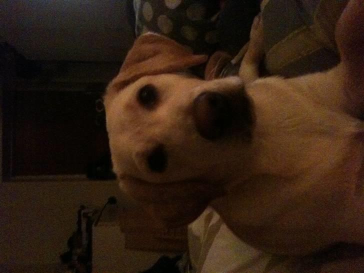 Labrador retriever Aya - de dejlige brune øjne:) billede 19