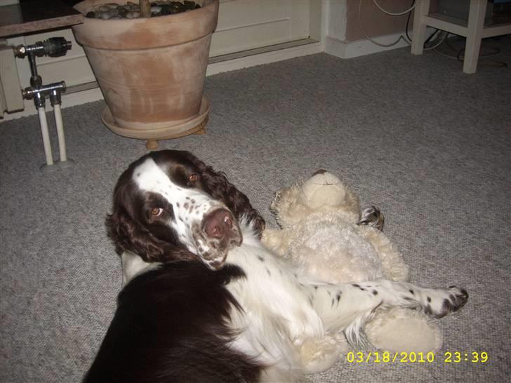 Engelsk springer spaniel Harley - Harley eeeelsker sin bamse.. billede 19