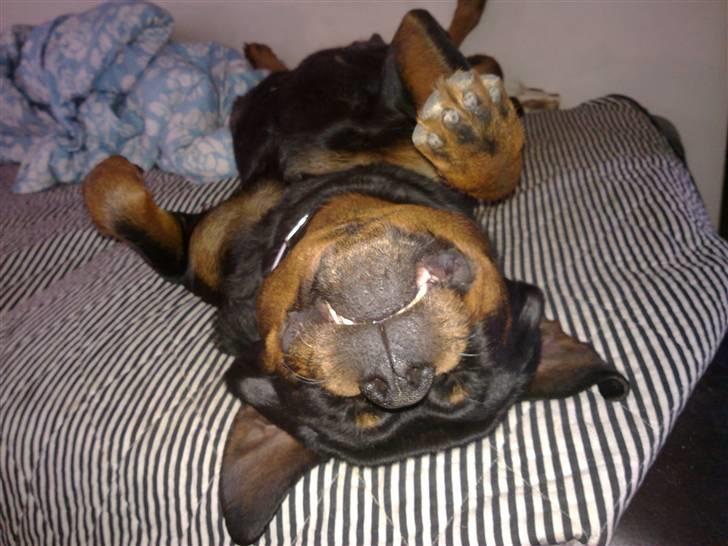 Rottweiler U'Tania Vom Falke KÖnigli billede 9