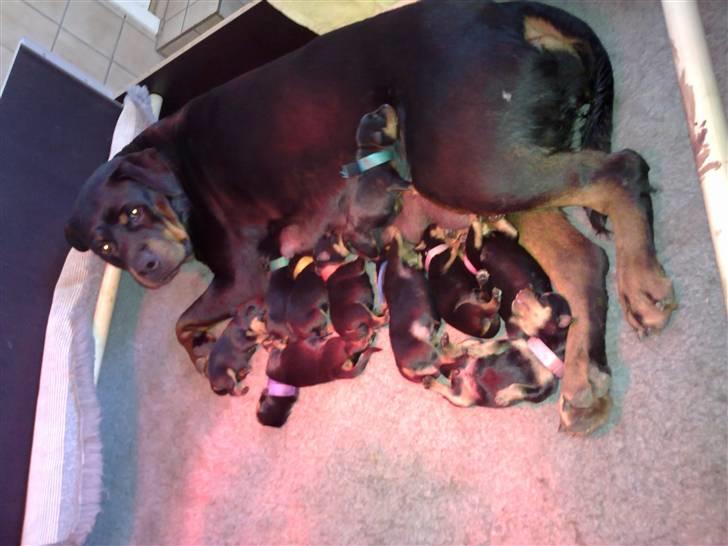 Rottweiler U'Tania Vom Falke KÖnigli billede 10