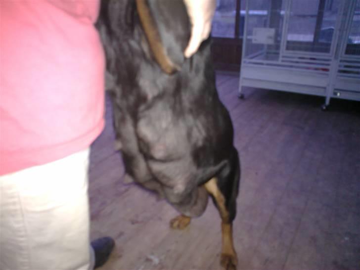 Rottweiler U'Tania Vom Falke KÖnigli billede 11