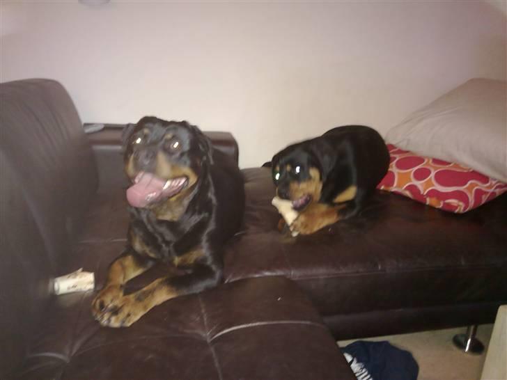 Rottweiler Asina vd mattesburg R.I.P - Fede og jeg deler lige et par kødben.. billede 4