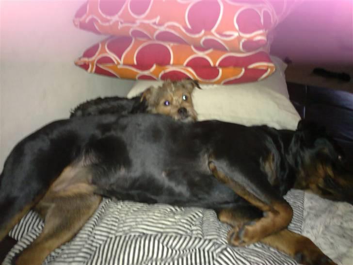 Rottweiler Asina vd mattesburg R.I.P - ligger lige og lumrer med osvald..  billede 5