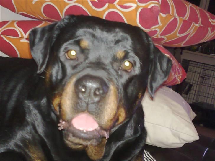 Rottweiler Asina vd mattesburg R.I.P billede 6