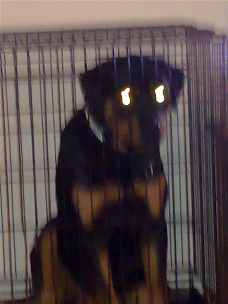 Rottweiler Von hause Nomis Inez - jeg kan stirre MEGET intenst :o) billede 12