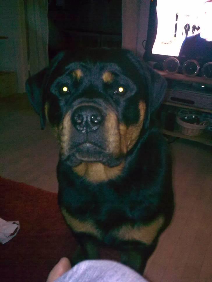 Rottweiler Von hause Nomis Inez - er jeg ikke søøøød billede 13