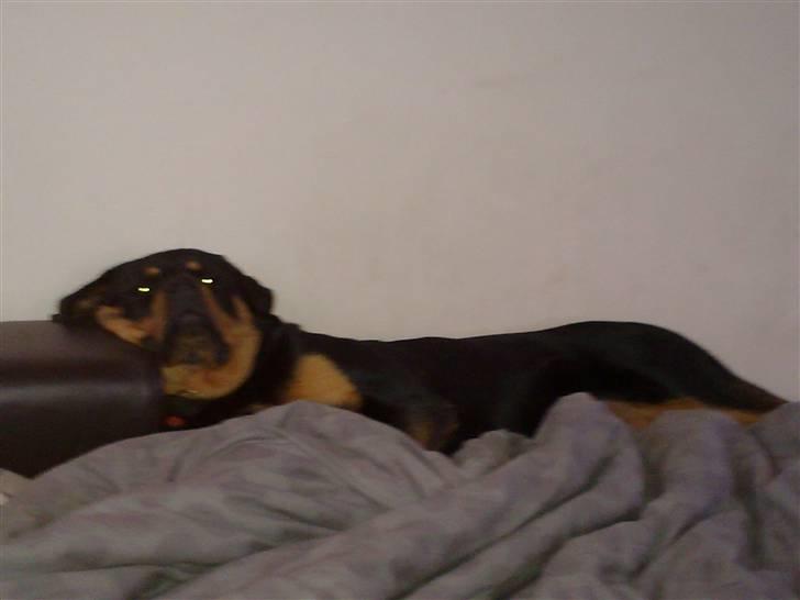 Rottweiler Von hause Nomis Inez - selv en heltinde bør vel ha lidt søvn..  billede 14