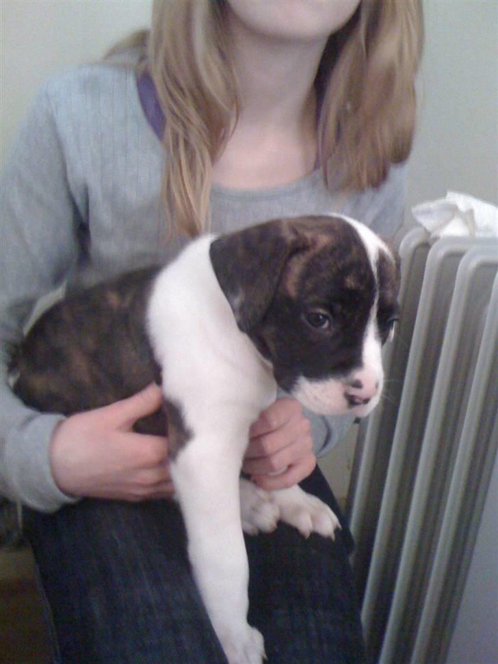 Amerikansk bulldog Nova billede 11