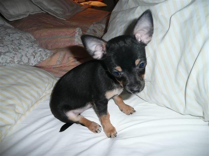 Chihuahua Buddy -  Årrh, når man lige er ankommet til sit nye hjem, så er det godt at få så god en seng. billede 17