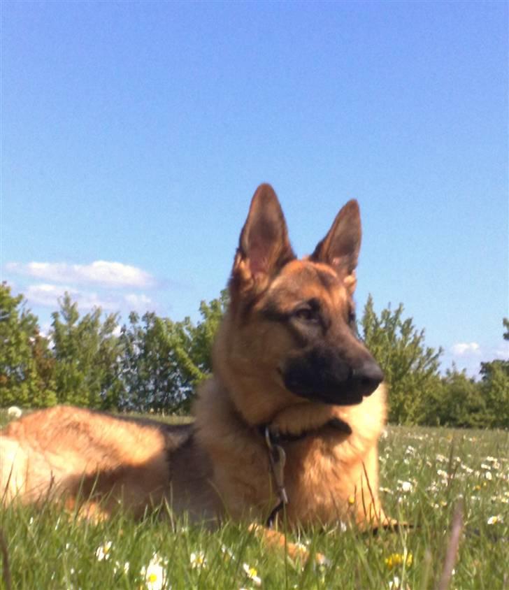 Schæferhund samsung billede 16