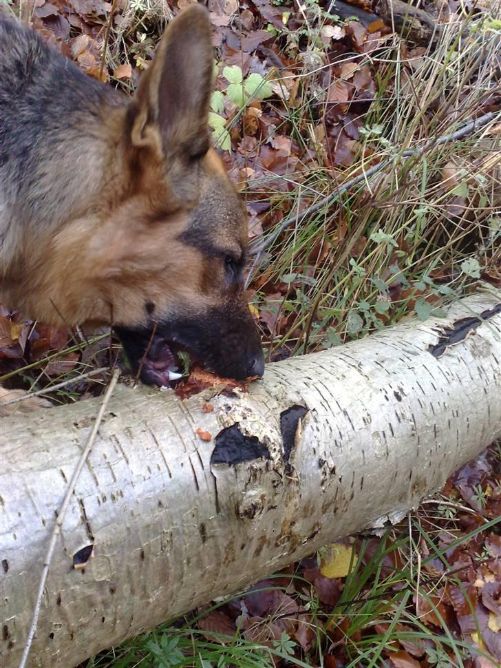 Schæferhund samsung billede 17