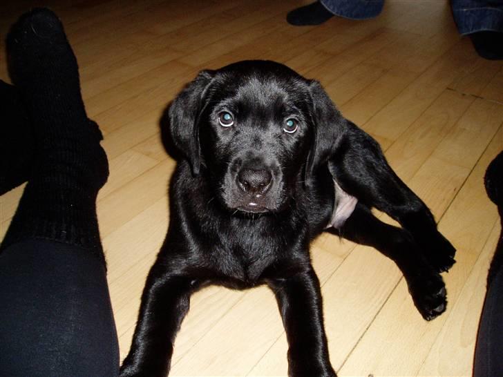 Labrador retriever Nando R.I.P - Er jeg ikke dejlig mor billede 8