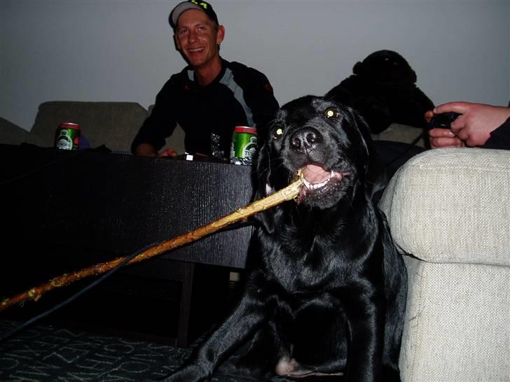 Labrador retriever Nando R.I.P - Jeg elsker pinde, hov nej jeg holder af pinde og elsker min mor ;0) billede 9