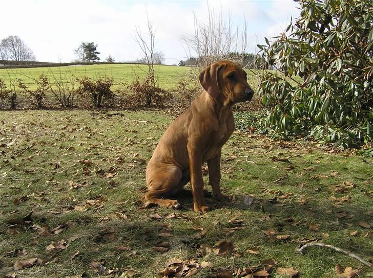 Rhodesian ridgeback Berko billede 1