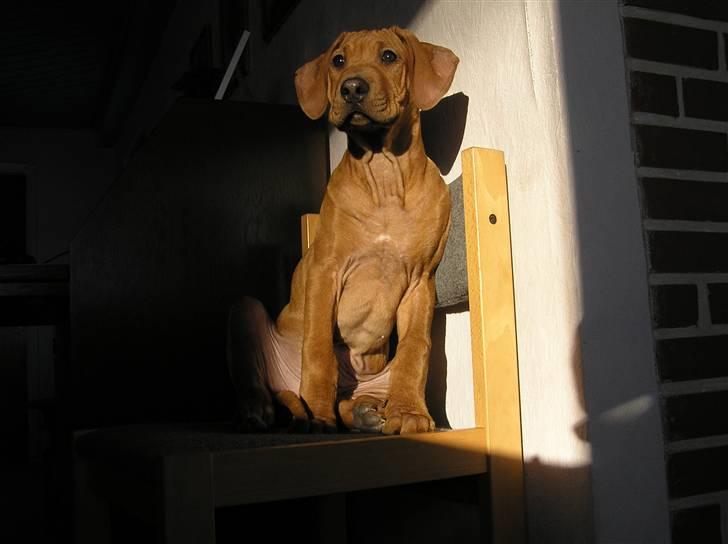 Rhodesian ridgeback Berko - Dejligt med noget sol :) billede 2